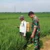 Jaga Tanaman Tetap Sehat, Babinsa Dampingi Petani Tersana Lakukan Penyemprotan Hama Padi