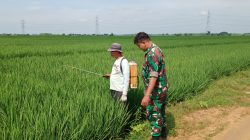 Jaga Tanaman Tetap Sehat, Babinsa Dampingi Petani Tersana Lakukan Penyemprotan Hama Padi