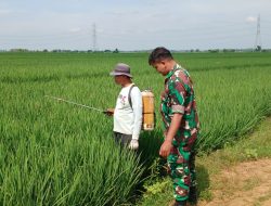 Jaga Tanaman Tetap Sehat, Babinsa Dampingi Petani Tersana Lakukan Penyemprotan Hama Padi