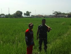 Pesta Panen Jadi Momentum, Babinsa Pantau Langsung Aktivitas Petani di Sawah Cadangpinggan