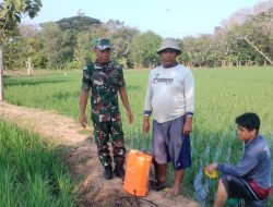 Monitoring Pertanian di Tenajar Kidul, Petani Didorong Percepat Tanam Padi