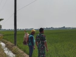 Babinsa Dampingi Petani Gunungsari, Pastikan Kebutuhan Air dan Pemupukan Tanaman Padi Terjaga