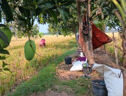 Kemarau Oktober Bawa Berkah, Petani Sambimaya Panen Padi untuk Bekal Musim Penghujan