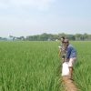 Babinsa Dampingi Pemupukan Padi di Cadangpinggan, Petani Diingatkan Waspadai Bahaya Listrik di Sawah