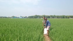 Babinsa Dampingi Pemupukan Padi di Cadangpinggan, Petani Diingatkan Waspadai Bahaya Listrik di Sawah