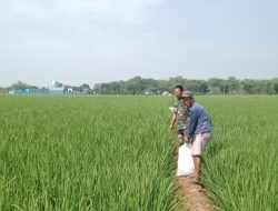 Babinsa Dampingi Pemupukan Padi di Cadangpinggan, Petani Diingatkan Waspadai Bahaya Listrik di Sawah
