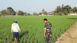 Monitoring dan Pendampingan Pertanian di Area Sawah Desa Gunungsari
