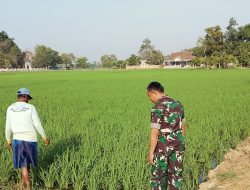 Monitoring dan Pendampingan Pertanian di Area Sawah Desa Gunungsari
