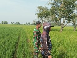 Anggota Koramil Sukagumiwang Dampingi Petani Manguntara, Pastikan Perawatan Tanaman Padi Berjalan Optimal