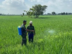 Babinsa Dampingi Petani Cadangpinggan, Pastikan Pengolahan Lahan dan Penanaman Padi Berjalan Lancar