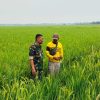 Babinsa Monitoring Pendampingan Pertanian di Desa Tenajar Lor, Pastikan Kesiapan Lahan dan Pengairan Sawah