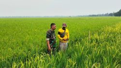 Babinsa Monitoring Pendampingan Pertanian di Desa Tenajar Lor, Pastikan Kesiapan Lahan dan Pengairan Sawah
