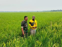 Babinsa Monitoring Pendampingan Pertanian di Desa Tenajar Lor, Pastikan Kesiapan Lahan dan Pengairan Sawah