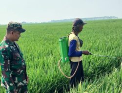 Monitoring dan Pendampingan Pertanian di Desa Tersana,Babinsa Pastikan Tanaman Padi Sehat dan Terhindar dari Hama