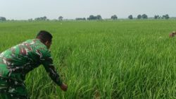 Dukung Ketahanan Pangan, Monitoring dan Pendampingan Pertanian Dilakukan di Desa Tulungagung