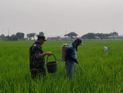 Babinsa Koramil 1605/Sukagumiwang Dampingi Petani Sukawera, Pastikan Perawatan Padi Musim Tanam Gadu Berjalan Optimal