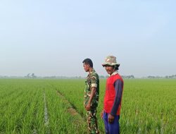 Babinsa Lakukan Monitoring dan Pendampingan Pertanian di Desa Lemahayu, Pastikan Kondisi Tanaman Padi Terpantau