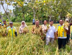 Ubinan Demplot IPHA di Sudimampir Catat Potensi 7,9 Ton per Hektare, Babinsa Turun Dampingi Petani