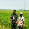 Babinsa Monitoring Pendampingan Pertanian Padi di Desa Tenajar Lor, Pastikan Pengairan Sawah Berjalan Lancar