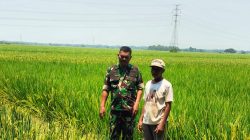 Babinsa Monitoring Pendampingan Pertanian Padi di Desa Tenajar Lor, Pastikan Pengairan Sawah Berjalan Lancar