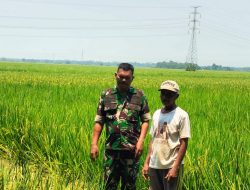 Babinsa Monitoring Pendampingan Pertanian Padi di Desa Tenajar Lor, Pastikan Pengairan Sawah Berjalan Lancar