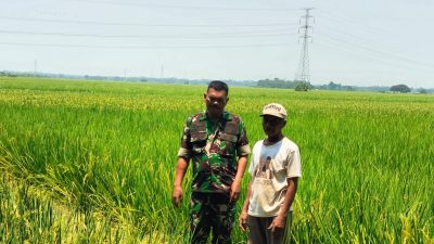 Babinsa Monitoring Pendampingan Pertanian Padi di Desa Tenajar Lor, Pastikan Pengairan Sawah Berjalan Lancar