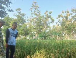 Jelang Panen, Monitoring dan Pendampingan Pertanian Padi di Desa Tersana Terus Dilakukan