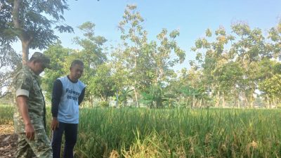 Jelang Panen, Monitoring dan Pendampingan Pertanian Padi di Desa Tersana Terus Dilakukan