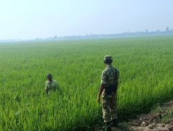 Babinsa Koramil 1605/Sukagumiwang Monitoring Pertanian di Larangan Jambe, Pastikan Kondisi Tanaman Padi Terpantau