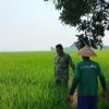 Babinsa Dampingi Petani di Tulungagung, Kondisi Air hingga Pertumbuhan Padi Jadi Perhatian