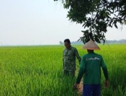 Babinsa Dampingi Petani di Tulungagung, Kondisi Air hingga Pertumbuhan Padi Jadi Perhatian