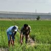 Dukung Produktivitas Pertanian, Babinsa Monitoring Pengolahan Lahan dan Penyemprotan Padi di Desa Kliwed