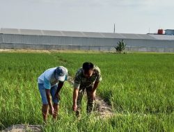 Dukung Produktivitas Pertanian, Babinsa Monitoring Pengolahan Lahan dan Penyemprotan Padi di Desa Kliwed