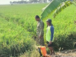 Dukung Produktivitas Pertanian, Babinsa Pantau Kesiapan Lahan dan Irigasi di Gunungsari