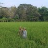 Babinsa Dampingi Petani di Tenajar Kidul, Pastikan Lahan dan Saluran Irigasi Siap Dukung Pertanian