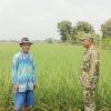 Dukung Percepatan Tanam, Babinsa Monitoring dan Dampingi Petani di Desa Manguntara