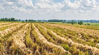 Geger!Padi Siap Panen Seluas 7.000 Meter Persegi di Kecamatan Lelea Diduga Dicuri Gunakan Combine 