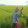 Pantau Kondisi Sawah, Pendampingan Pertanian di Desa Tegalwirangrong Dorong Percepatan Tanam Padi