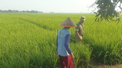 Pantau Kondisi Sawah, Pendampingan Pertanian di Desa Tegalwirangrong Dorong Percepatan Tanam Padi