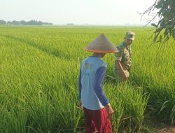 Pantau Kondisi Sawah, Pendampingan Pertanian di Desa Tegalwirangrong Dorong Percepatan Tanam Padi