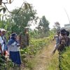 Tim BRMP Jakarta Kunjungi Desa Dukuh Jeruk, Studi Banding PM-AAS Dorong Pengembangan Pertanian Indramayu