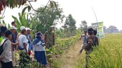 Tim BRMP Jakarta Kunjungi Desa Dukuh Jeruk, Studi Banding PM-AAS Dorong Pengembangan Pertanian Indramayu