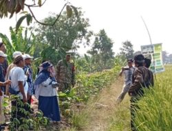 Tim BRMP Jakarta Kunjungi Desa Dukuh Jeruk, Studi Banding PM-AAS Dorong Pengembangan Pertanian Indramayu