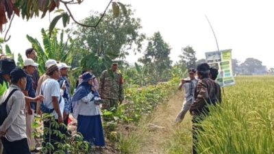 Tim BRMP Jakarta Kunjungi Desa Dukuh Jeruk, Studi Banding PM-AAS Dorong Pengembangan Pertanian Indramayu