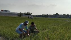 Pastikan Kesiapan Lahan dan Pengairan, Monitoring Pertanian di Desa Kliwed Berjalan Lancar